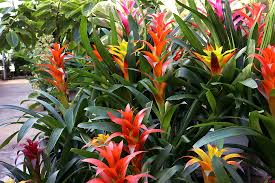 Image result for Bromeliaceae