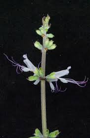 Image result for Ocimum angustifolium