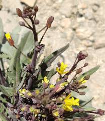 Image result for Sisymbrium orientale