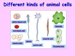 Animal cells include a huge variety of different types of cells. Ppt 7 3 Eukaryotic Cell Structures Powerpoint Presentation Free Download Id 5958868