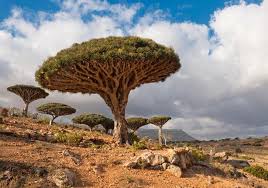 بيان هام من السفارة اليمنية بشأن دخول الاراضي السعودية من منفذ. Ø¨Ø¹ÙŠØ¯Ø§ Ø¹Ù† Ø¹Ø§ØµÙØ© Ø§Ù„Ø­Ø²Ù… Ø£Ø´Ù‡Ø± Ø§Ù„Ù…Ù†Ø§Ø·Ù‚ Ø§Ù„Ø³ÙŠØ§Ø­ÙŠØ© ÙÙŠ Ø§Ù„ÙŠÙ…Ù† Ù…ØµØ±Ø§ÙˆÙ‰