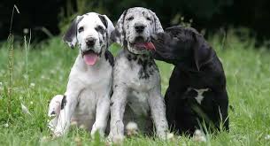 Look at pictures of great dane puppies in illinois who need a home. Great Dane Colors The Colorful World Of The Great Dane
