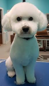 Local dog grooming business recommendations?
