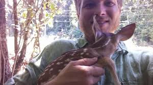 Alabama man finds baby deer laying in roadway, returns it to the woods