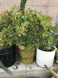 The dragon fruit is an exotic cactus fruit that has a delicately sweet and mildly acidic flavor, reminiscent of watermelon, cactus pear, and kiwi. What Can You Say About The Structures Of The Leaves Of Cactus And Poinsettias Plants Quora