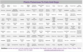 Even if you place this high up in an indoor hanging basket, your clever kitty. Plants Poisonous To Cats And Dogs Found Locally