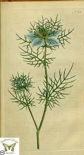 Nigella Damascena Botanical Magazine Vol 1 J Sowerby 1787 Floral Prints Art Botanical Prints Botanical Drawings