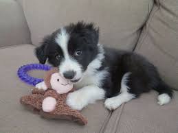 Cute And Adorable Border Collie Puppies For Adoption