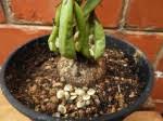 Image result for Adenia mossambicensis