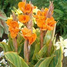 Check spelling or type a new query. Canna Lily Bulbs Pretoria Spring Flower Bulbs Eden Brothers