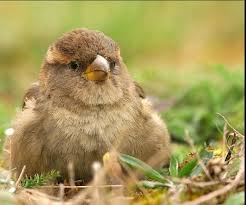 Comment Bien Nourrir Les Oiseaux Sauvages En Hiver Lausanne Ville Verte