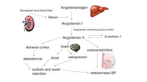 Image result for Aldosterone