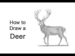 Check spelling or type a new query. How To Draw A Deer Red Deer Youtube
