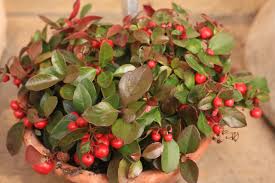 Image result for Galenia procumbens