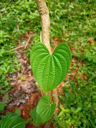 Image result for Dioscoreaceae