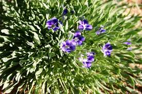 Image result for Aptosimum