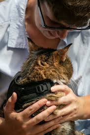 Unfortunately he has had a proper downturn in the last week & we need to either take him in tomorrow. Angel S Paws Animal Hospice Is Real And You Can Find It In Cincinnati
