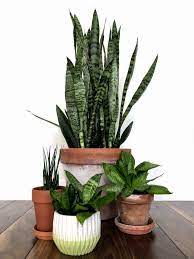 Snake Plant 7 Benefits You Need To Know About The Sansevieria Plant My Tasteful Space In 2021 Sansevieria Plant Snake Plant Plants