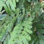 Image result for Acacia cornigera