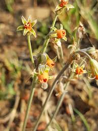 Image result for Tulbaghia acutiloba