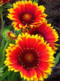 Fiesta Blanket Flower By Colleen Thurgood Flores Exoticas Flores Raras Flores