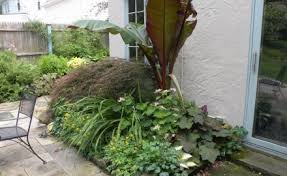 Colocasia esculenta 'maui gold' is a fast growing tropical plant, aquatic plant and perennial plant that can be grown in usda plant hardiness zones 7b through 11. Colocasia Maui Gold Bobbie S Green Thumb