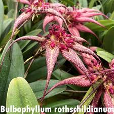 Image result for Bulbophyllum sp. nov