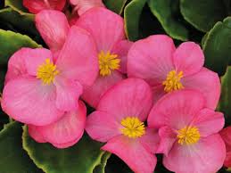 Image result for begonia semperflorens