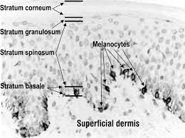 Image result for Melanocyte