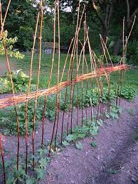 Climbing, pole or runner beans are amazingly prolific crops and they are attractive too, providing vertical interest in the vegetable garden. Build A Wattle For Your Pole Beans Tall Clover Farm Pole Beans Pea Trellis Edible Landscaping