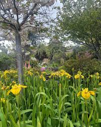 Image result for Grona barbata