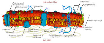 The cell (from latin cella, meaning small room) is the basic structural, functional, and biological unit of all known organisms. Plant Cell Definition Labeled Diagram Structure Parts Organelles