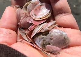 桜貝 生き てる
