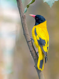 Black Hooded Oriole Kus Hayvanlar Fotograf