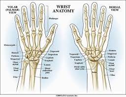 Human Wrist Anatomy Anatomy Drawing Diagram