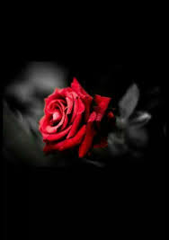 Black And Red Rose Wallpaper Pin By Rose On امتزاج Imtezaaj Beautiful Roses Red Roses Rose Wallpaper