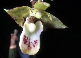 Image result for Polystachya maculata