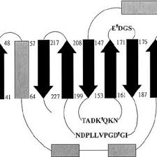 An internship in a new or unfamiliar city can provide hands on experience living in a city that captures your interest and will help you decide if launching a career in atlanta, ga is the right choice for you. Pdf Green Fluorescent Protein Rendered Susceptible To Proteolysis Positions For Protease Sensitive Insertions