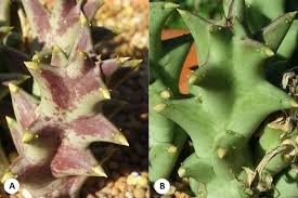 Image result for Orbea melanantha