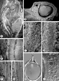 Image result for Securidaca welwitschii