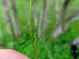 Image result for Secamone filiformis