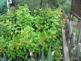 Image result for Justicia spicigera