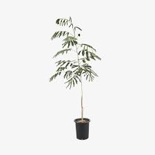 Image result for Albizia lebbeck