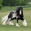 The belgian draft horse is native to the country of belgium, whose farmers developed a heavy, powerful breed of working animal from the large flemish great horses that carried armoured knights. 1