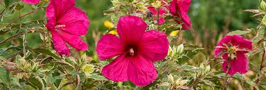 While it is grouped with other shade perennials, it can stand some sunlight if watered enough. Hardy Perennials For Michigan S Climate Michigan Bulb Blog