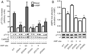 When responding to a dispiriting comment or happening, ftw means f*ck the world, and signifies anger or despair. B Subunit Myristoylation Is The Gatekeeper For Initiating Metabolic Stress Sensing By Amp Activated Protein Kinase Ampk Pnas