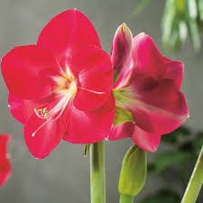 Image result for Hippeastrum