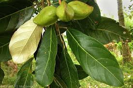 Image result for Heritiera