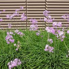 Image result for Tulbaghia cameronii