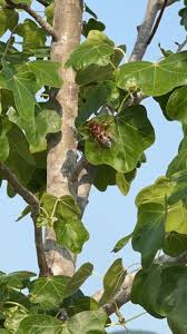 Image result for Sterculia africana